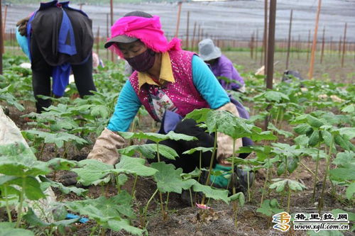 小中甸和平村中药材种植基地除草忙