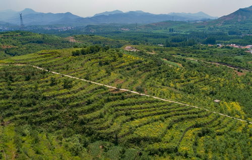 河北丰润 中药材种植开辟增收新路径