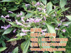 药材种植技术 安国市元泰种子经营部 已认证 东台药材